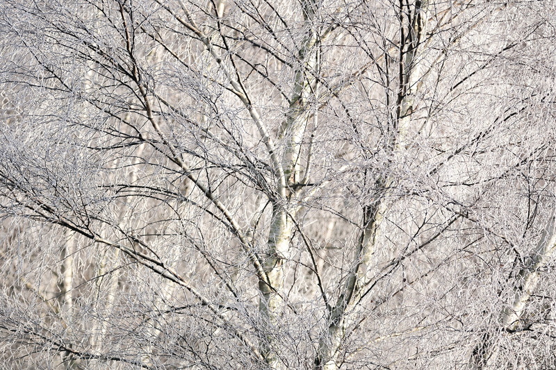beauty in nature, no people, frozen, 1080P, plants, tranquility, plant, tree, cold temperature, day, low angle view, birch, bare tree, sky, white, outdoors