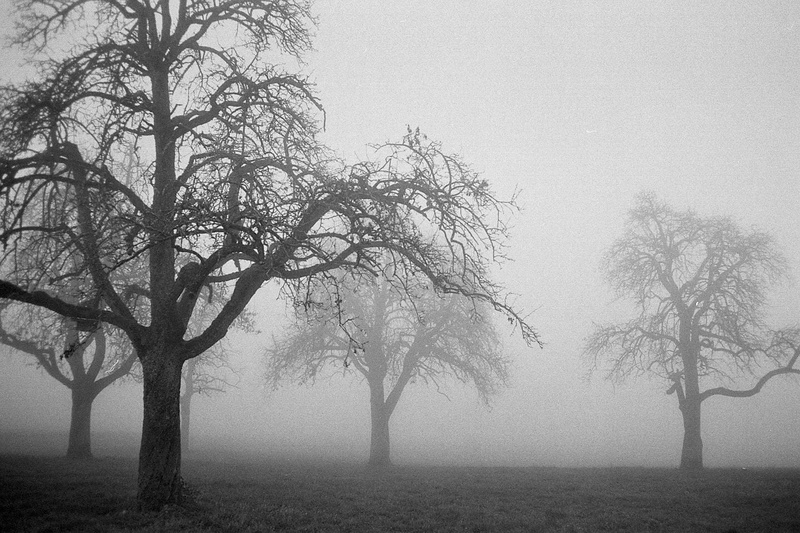 mist, trees, nature, ilford, landscape, grayscale, forest, fog, tree, photo, 720P