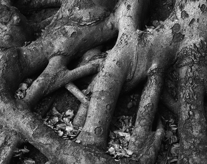 tree trunk, blatter, Trees, trunk, roots, no people, 2K, full frame, nature, textured, zwart, weathered, damaged, southholland, close-up, schwarz, backgrounds