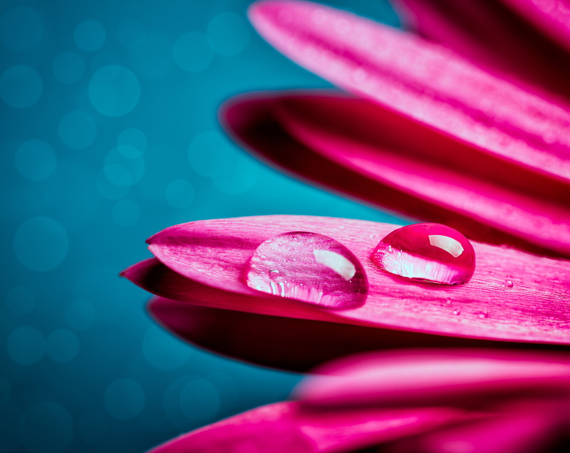 beauty in nature, Flowers, Plants, nature, 5K, selective focus, water, 100mmf28, d800, inflorescence, Gerbera, flowering plant, vulnerability, fragility