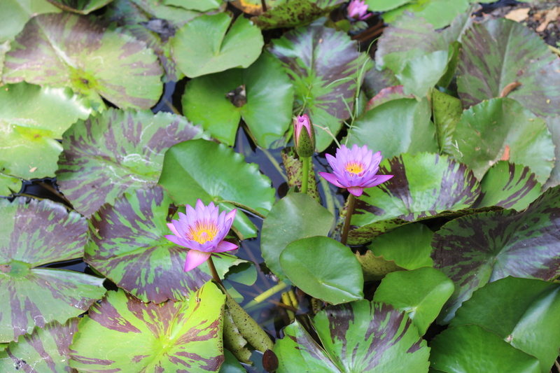 petal, beauty in nature, day, dslr, plant, plant part, tv, full frame, freshness, backgrounds, growth, abundance, leaf, purple, close-up