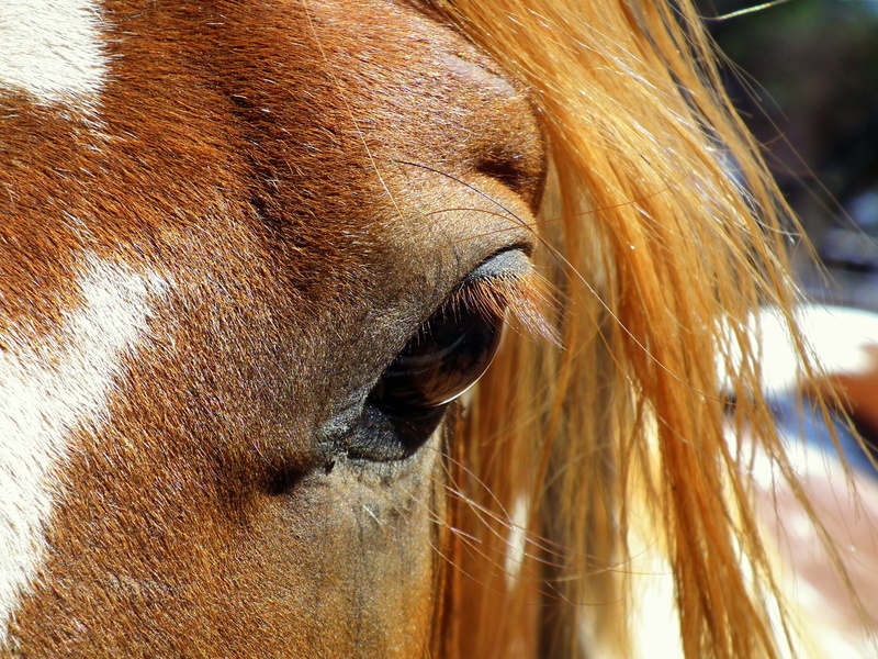 day, herbivorous, animal body part, pets, equestrian, horse, mare, face, stallion, equine, vertebrate, outdoors, 2K, farm, animal, purebred, close-up