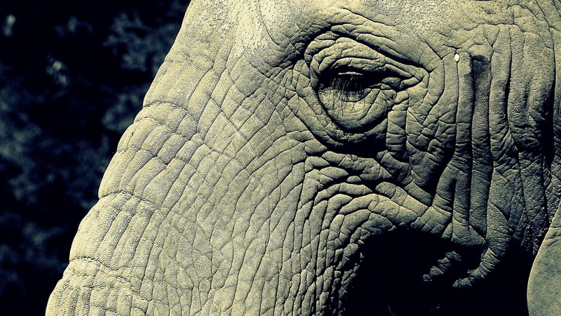 mammal, animal skin, wrinkled, skin care, looking, animals in the wild, no people, left, nature, elephant, profile view, view, animal head, animal wildlife