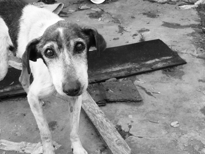 pets, no people, 4K, animal themes, day, portrait, mans best friend, sick dog, high angle view, street, homeless, domestic animals, Abandoned, close-up