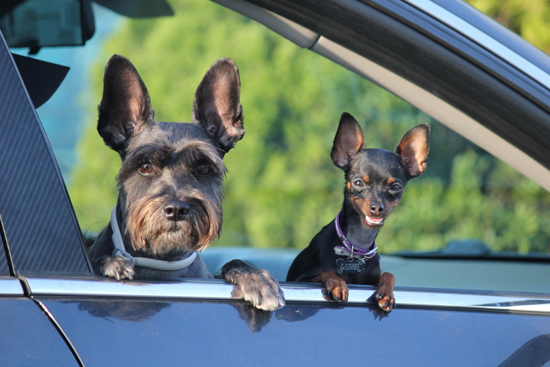 2K, sweetness, small, best friend, pet, animal, french bulldog, day, puppy, coated, short, transportation, car, dog, black, vertebrate, outdoors, photo