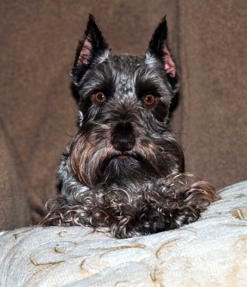 focus on foreground, vertebrate, animal hair, relaxation, posing, canine, indoors, animal, mammal, no people, male, best, Schnauzer, sitting, dog, schnauzer