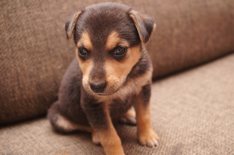animal themes, relaxation, portrait, pets, 2K, one animal, sofa, mammal, domestic, purebred dog, view, mans best friend, animal, small, sitting, short
