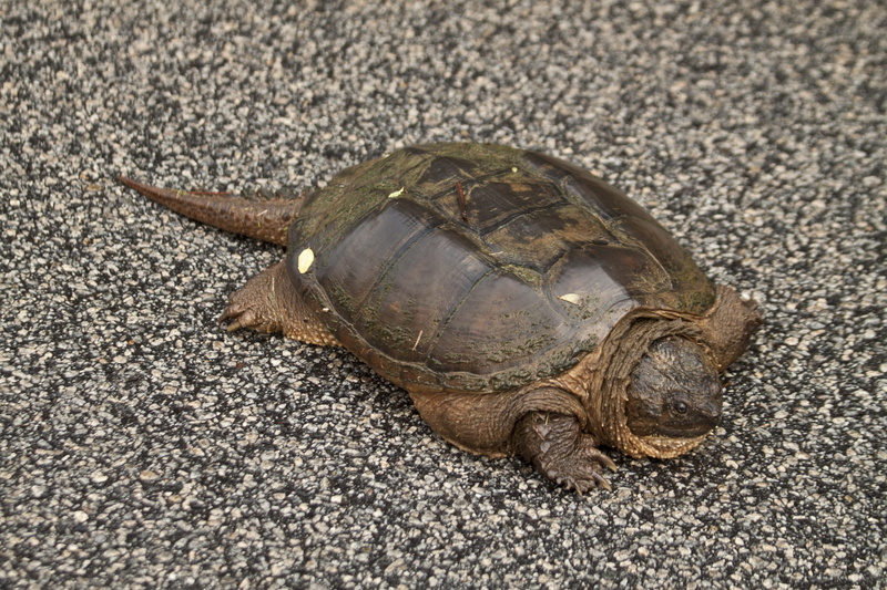 snapping, turtle, wildlife, marine, animal themes, full length, outdoors, animals in the wild, crawling, nature, 4K, reptile, animal, high angle view