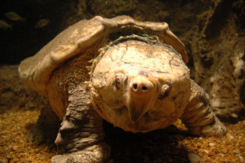 Alligator Snapping Turtle, 2K, Animal