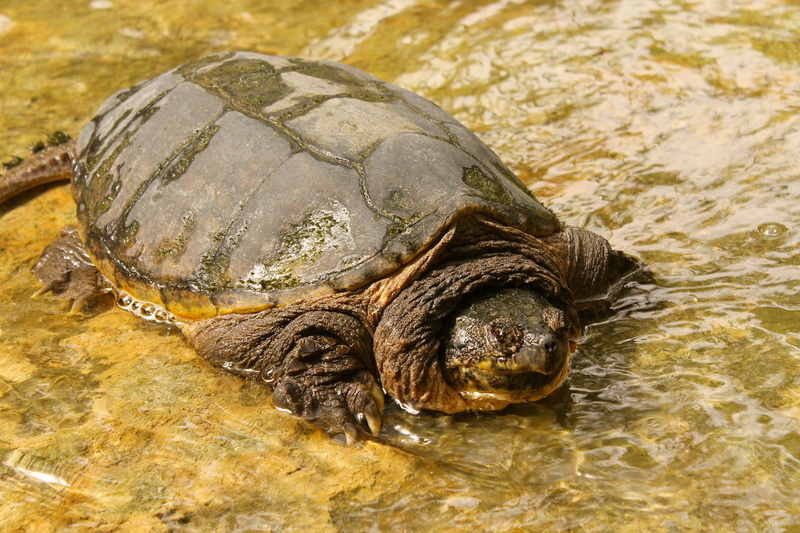 Animal, Alligator Snapping Turtle, 4K