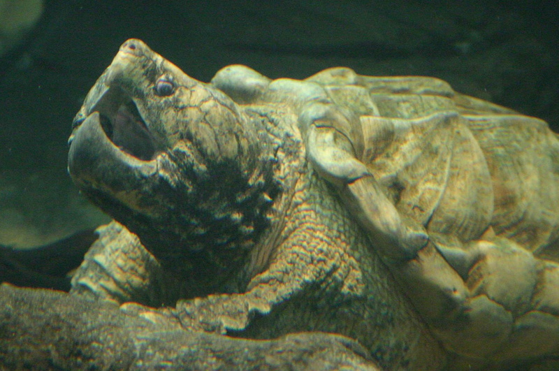 Alligator Snapping Turtle, Animal, 1080P