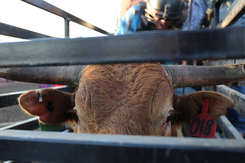 animal wildlife, mammal, america, cowboy, selective focus, competition, pearl snap, group of animals, helmet, 5K, livestock, animal themes, domestic animals