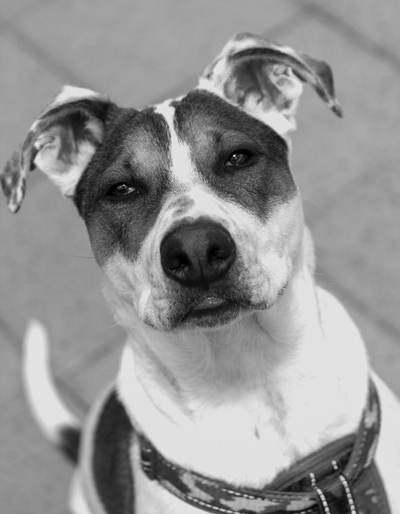 animal, domestic animals, close-up, doggy, pup, mammal, people, puppy, animal body part, jack russell terrier, domestic, canine, looking at camera, 4K