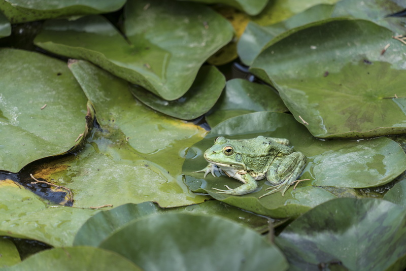 high angle view, amphibian, one animal, lake, animals in the wild, water, leaves, day, close-up, animal themes, no people, green color, animal wildlife