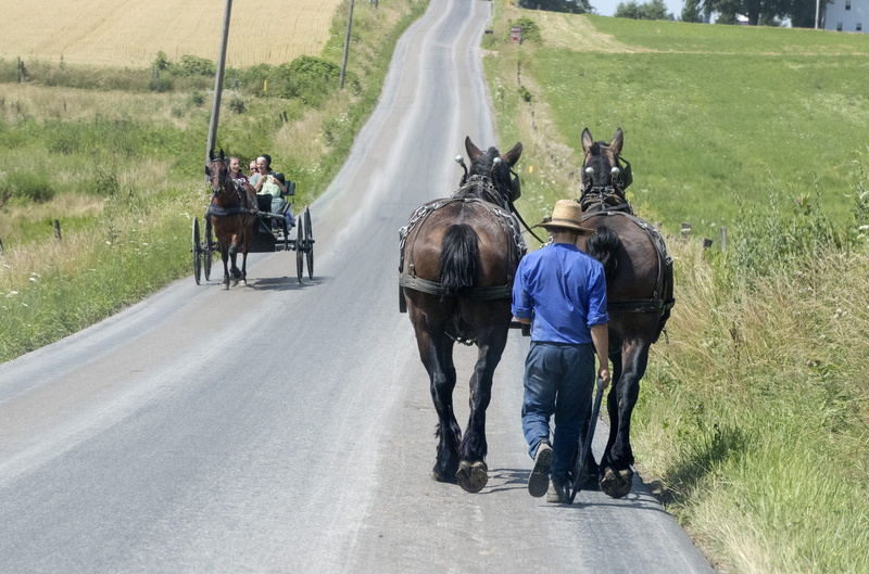 animal wildlife, livestock, transportation, domestic animals, cart, walking, mount hope, herbivorous, human, working animal, holding, black, gravel, 4K