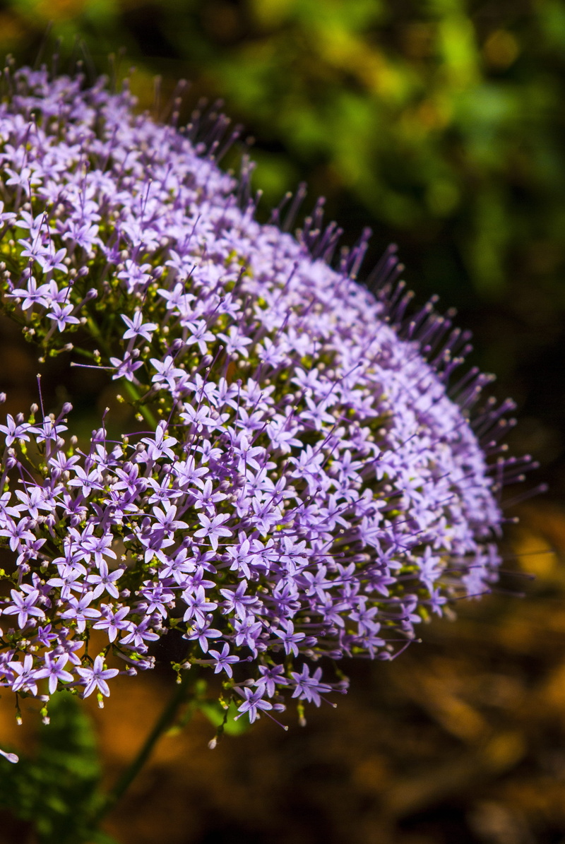 inflorescence, garden, lavender, hope, beauty in nature, botany, aroma, flower, petals, air, wild, focus on foreground, purple, plant, field, day, growth