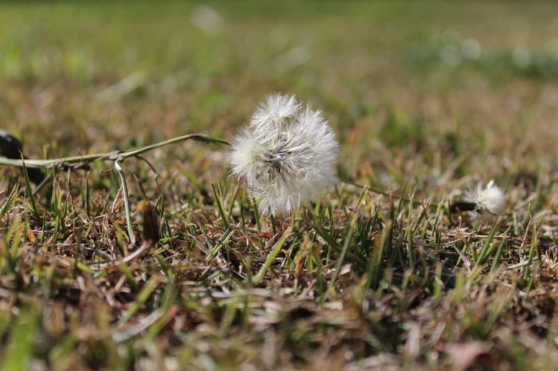 flowering plant, field, plant, white color, dandelion, freshness, no people, vulnerability, close-up, selective focus, outdoors, fragility, nature, flower of the field