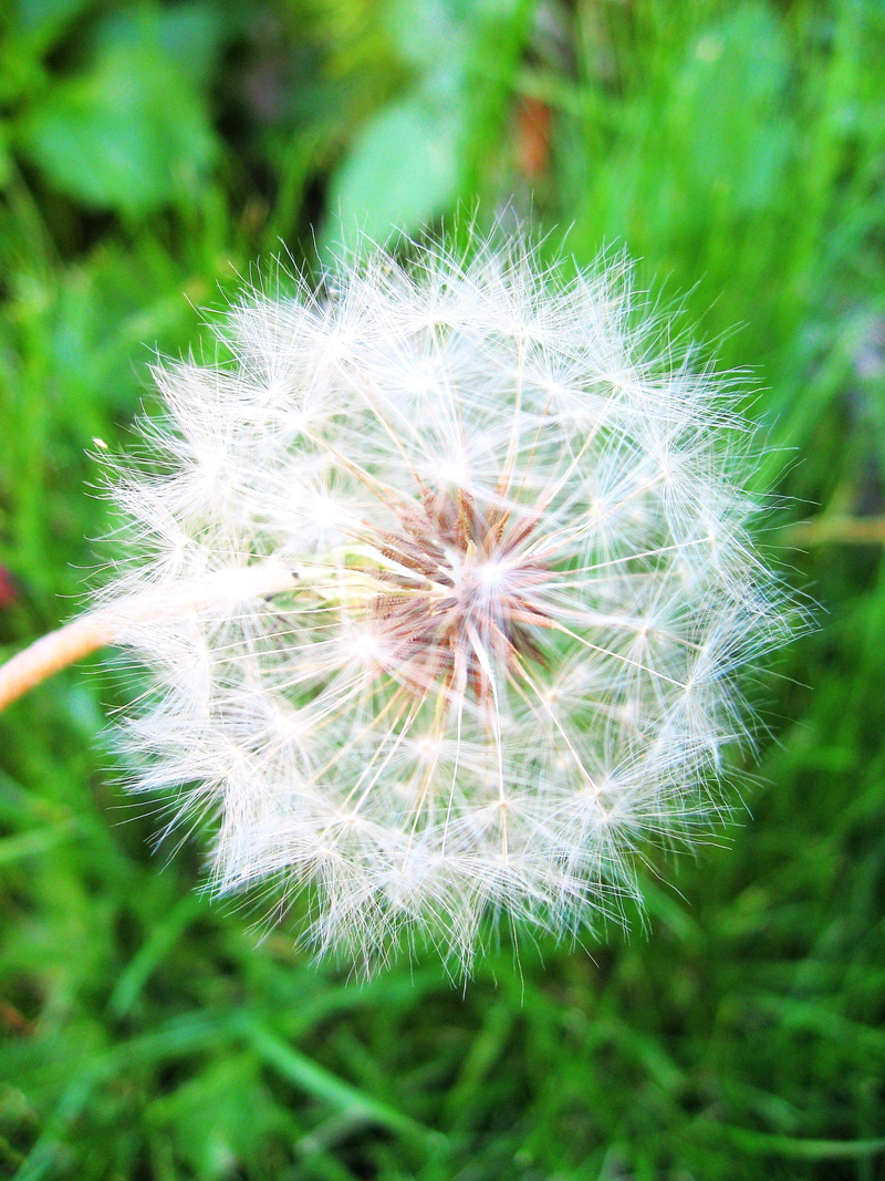 plant, freshness, close-up, fragility, Dandelion, 2K, dandelion seed, inflorescence, positive emotion, outdoors, beauty in nature, flower head, softness