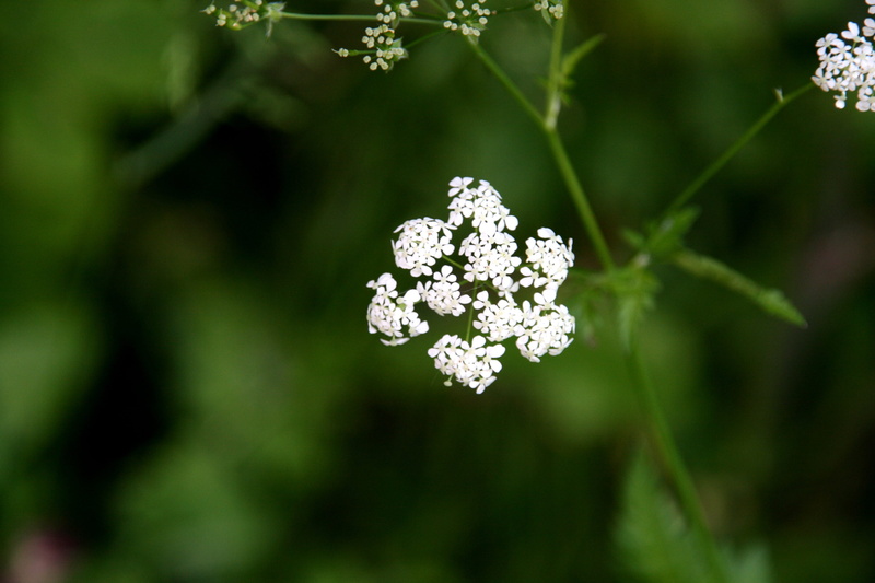 anthriscus, grow, day, growth, springtime, fresh, field, blossom, macro, food and drink, meadow, parsley, outdoor, wonderful, season, evening, rural, scene