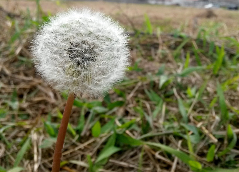 white color, flower of the field, nature, dandelion flower, day, no people, land, flower, field, white, vulnerability, flowering plant, flower head, hope