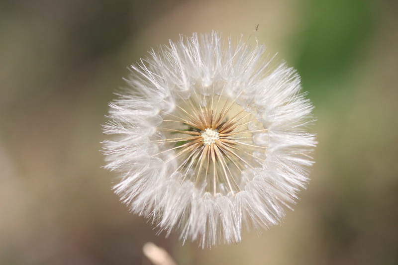 flower, focus on foreground, close-up, inflorescence, flowers, prado, white, flower of the field, dandelion, 5K, flowering plant, garden, vulnerability