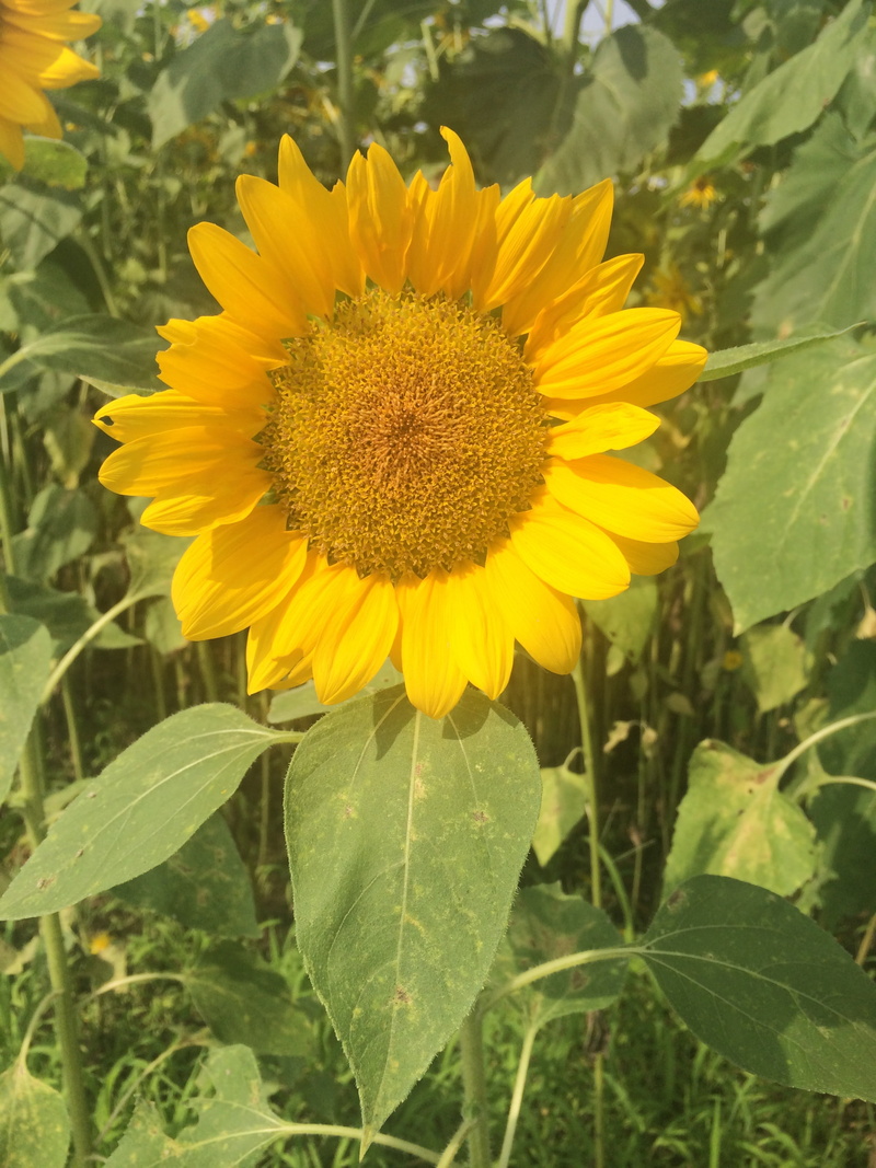 agriculture, land, bright, fragility, yellow, plant part, cheerfulness, petal, flower head, summer, leaf, freshness, hope, outdoors, flowering plant, close-up