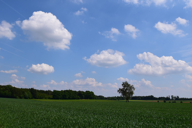 scenics - nature, green color, nature, tranquility, cereals, rural scene, horizon, 5K, day, tranquil scene, background, no people, environment, sky, outdoors