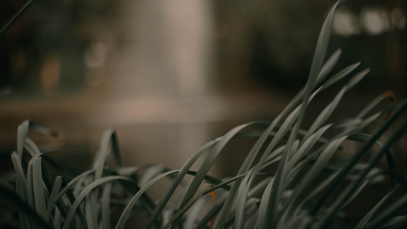 liverpool, blade of grass, park, selective focus, wiring, surface level, nature, grass, flower, agavaceae, 5K, lake, blossom, water, outdoors, green color