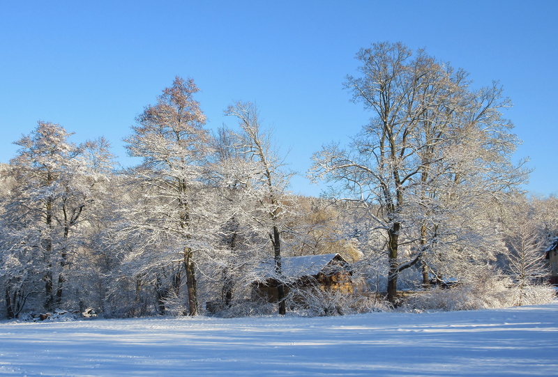 landscape, tree, nature, tranquility, blautöne, no people, snow, day, forest, powder snow, 4K, parklandschaft, beauty in nature, environment, scenics - nature