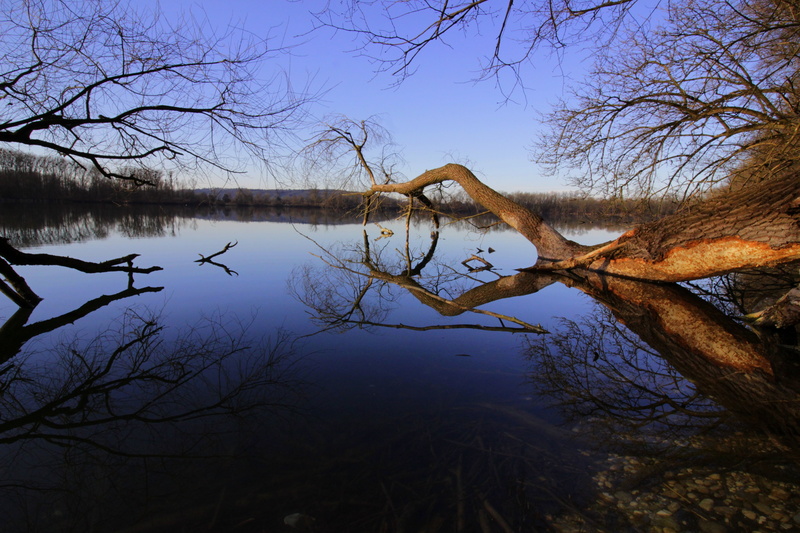 plant, body, outdoors, sky, dead plant, rest, atmosphere, reflection, reflections, bank, bare tree, spring, silent, tranquility, sun, mirror image, non-urban scene