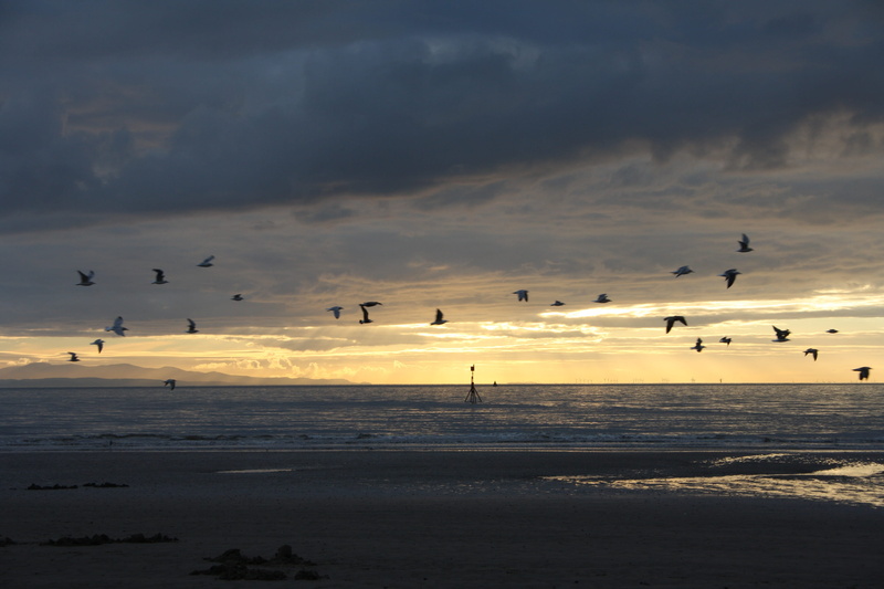 flock of birds, scenics - nature, water, animal wildlife, merseyside, animal, vertebrate, crosby, cloud - sky, animals in the wild, group of animals, large group of animals