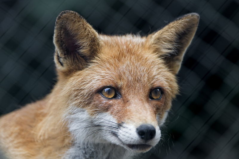 zoo, fox, photography, one Animal, mammal, animal, close-up photography, face, red  fox, explore, portrait, bern, switzerland, 5K, kallnach, canine, close