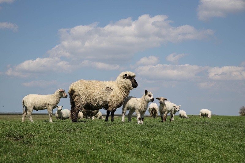 west frisian, nature, animal themes, large group of animals, wad, flock of sheep, no people, cloud - sky, domestic, herbivorous, coast, agriculture, grass