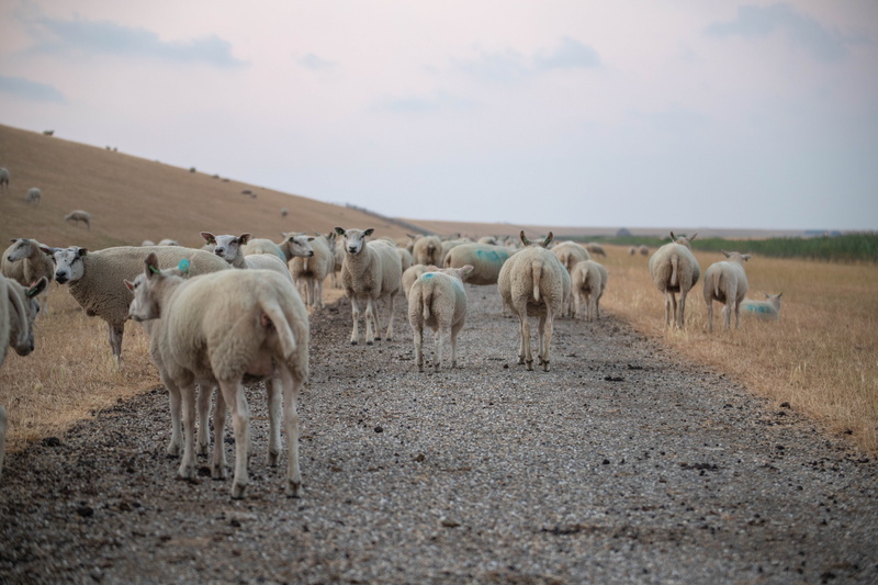 environment, cloud - sky, coast, nature, group of animals, large group of animals, zeedijk, domestic animals, wad, sheep, herbivorous, land, animal, lamb