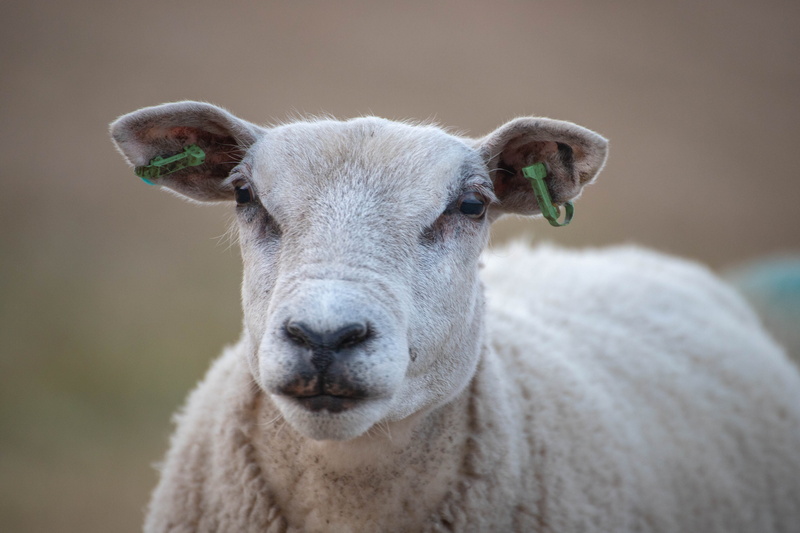 friesland, portrait, pets, 5K, clouds, herbivorous, zeedijk, domestic animals, lamb, livestock, close-up, animal body part, sheep, mammal, no people, focus on foreground