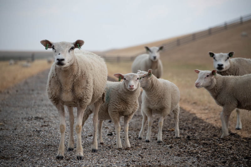 focus on foreground, 5K, wad, animal family, animal themes, domestic animals, friesland, field, day, lamb, clouds, young animal, animal, agriculture, west frisian