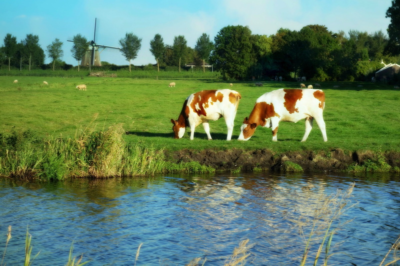 green, dutch windmill, grass, green color, no people, land, netherlands, livestock, cattle, field, plant, mammal, dutch cows, group of animals, herbivorous