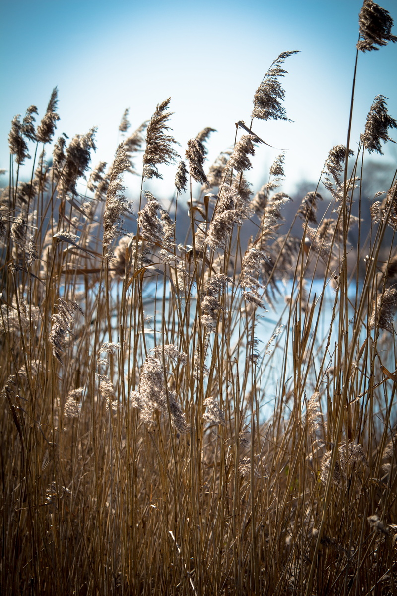 field, netherlands, dutch, agriculture, grass, reed, stalk, timothy grass, nature, plant, land, no people, holland, water, day, sky, 5K, tranquility, beauty in nature