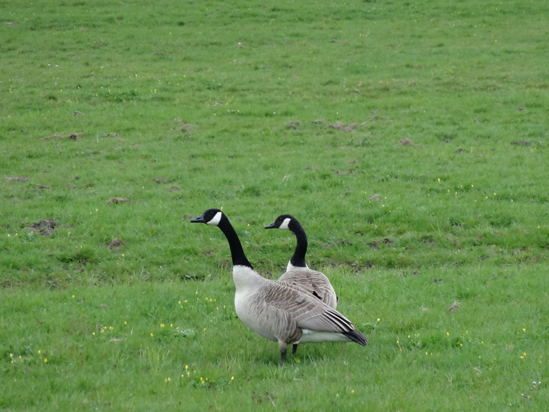 bird, goose, animal, land, animals in the wild, green, animal family, polder, fly, no people, gosling, young animal, waterfowl, nature, red goose, green heart