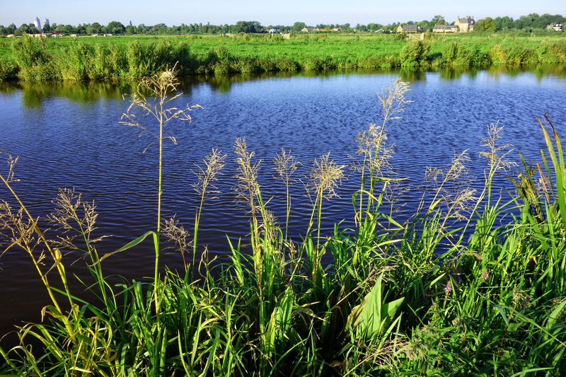 polder, netherlands, flowering plant, growth, dutch landscape, lake, day, no people, amstelveen, shore, plant, tranquility, rural, field, land, tree, beauty in nature