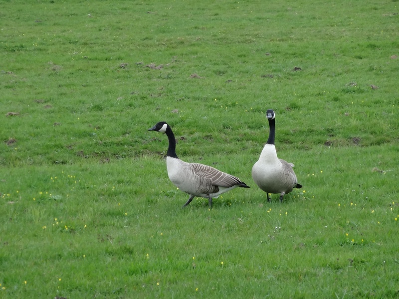 growth, outdoors, grass, red goose, green color, animals in the wild, beak, gosling, animal family, animal, no people, two animals, group of animals, animal wildlife