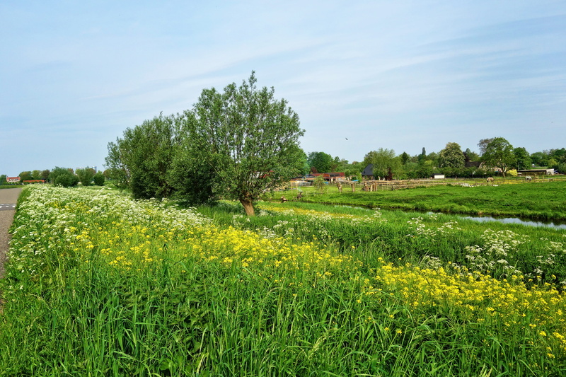 green color, outdoors, polder, scenery, environment, nature, sky, landscape, day, middelpolder, growth, farm, field, tranquil scene, tree, no people, beauty in nature