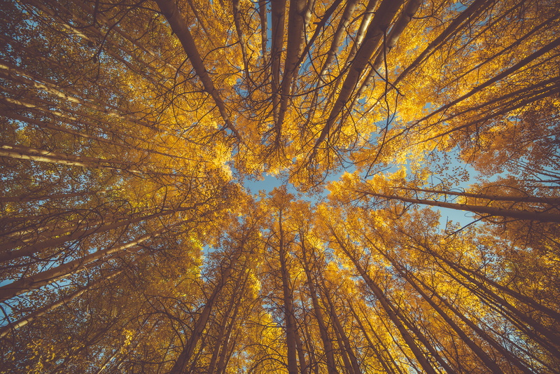 landscape, low angle view, tree, nature, explore, tree canopy, day, autumn collection, woodland, beauty in nature, tree crown, aspen, autumn, growth, trunk