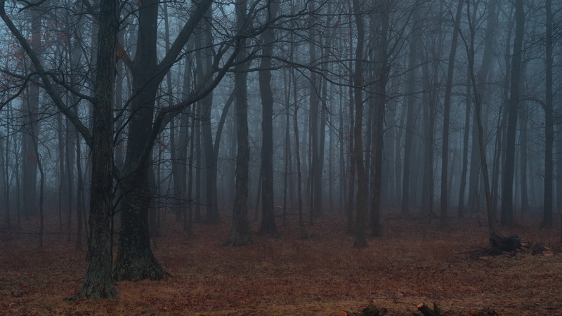 grove, fog, tree trunk, misty, change, art, scary, ground, no people, forest, non-urban scene, branch, nature, autumn, mist, land, vegetation, photography