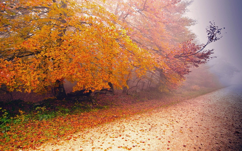 tree, autumn, nature, foggy, 1920x1200, day, 1080P