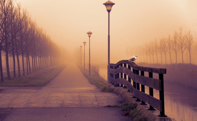 Fall, lighting equipment, street light, post, Foggy, Gull, tranquility, lamps, the way forward, black, plant, street, sky, nature, Seasons, Autumn, sunset