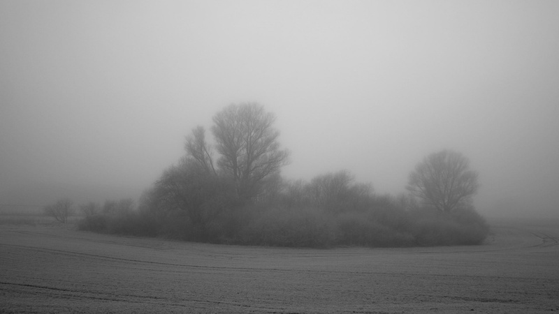 shrubs, foggy, picture, 1080P, tree, nature, hd, fog, bw, day, mist