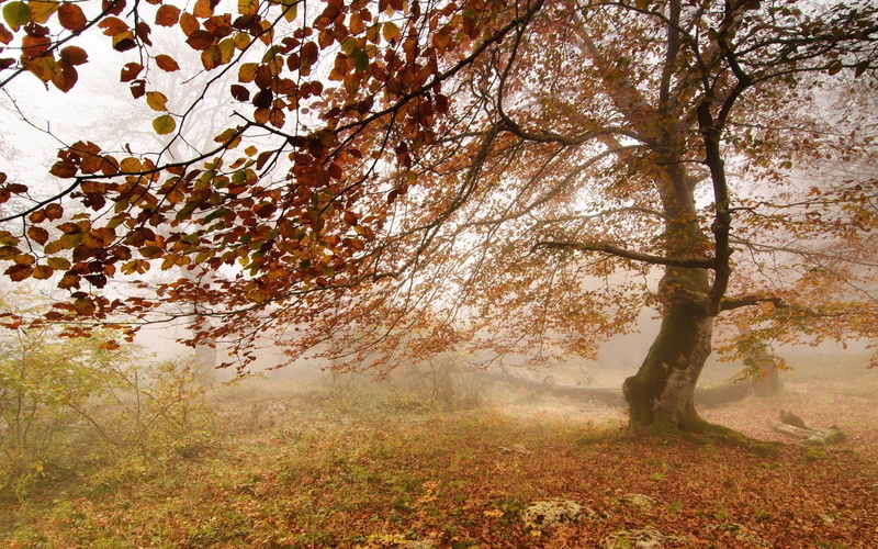 foggy, fall, 1920x1200, nature, leafed, 1080P, autumn, tree, brown, day