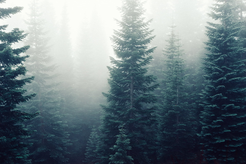 land, growth, fog, non-urban scene, tree, winter, covered, green, tranquil scene, coniferous tree, foggy, pine tree, scenics - nature, no people, tranquility