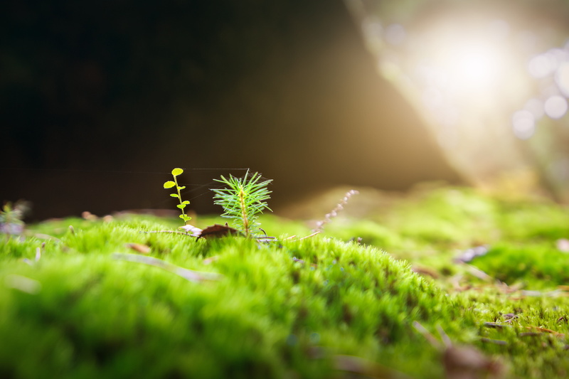 land, lens flare, macro, close, nature, light - natural phenomenon, selective focus, green, sunlight, freshness, photography, fluffy, growth, close-up